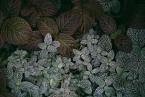 A detailed view of vibrant Fittonia leaves showcasing their intricate veined patterns.