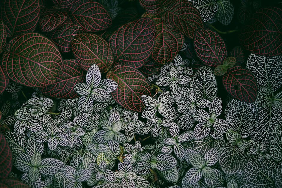 A detailed view of vibrant Fittonia leaves showcasing their intricate veined patterns.